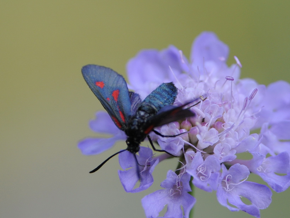 Zygaena da id.