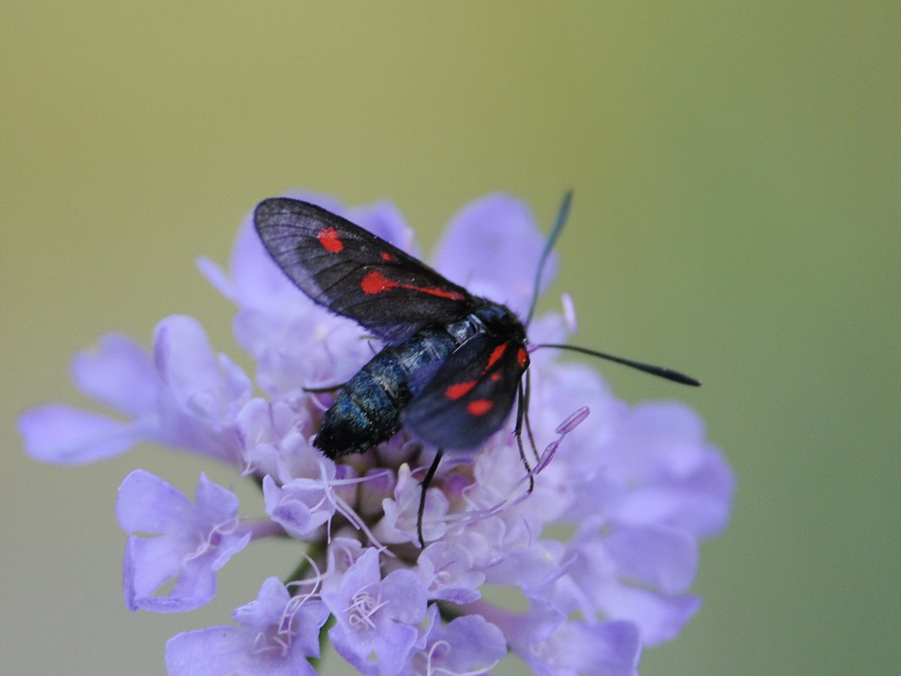 Zygaena da id.