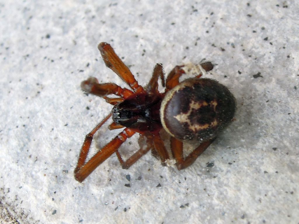 Steatoda nobilis - Riano (RM)