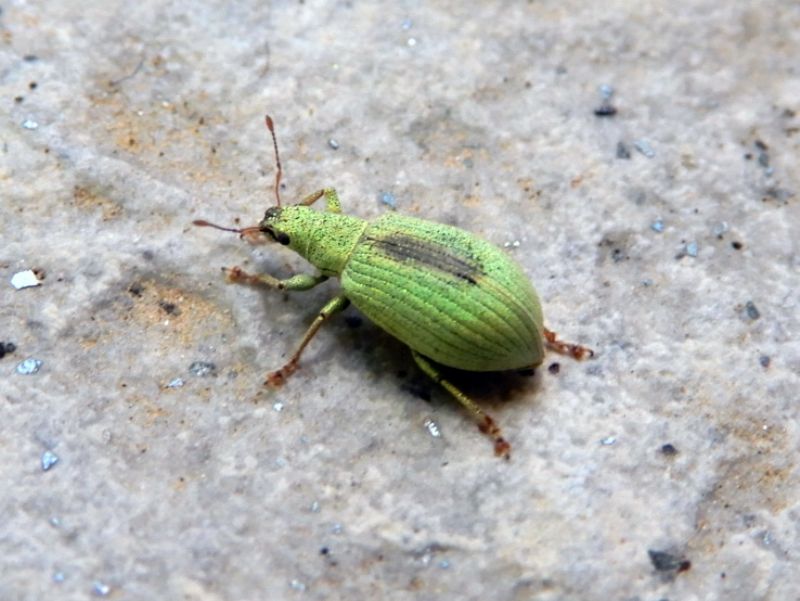 Curculionidae: Polydrusus (Eurodrusus) brevicollis