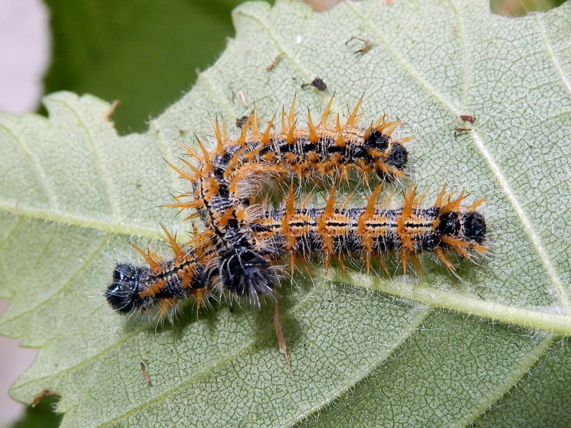 Nymphalis polychloros