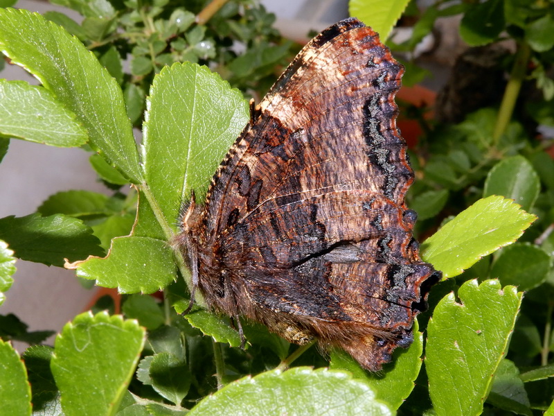 Nymphalis polychloros