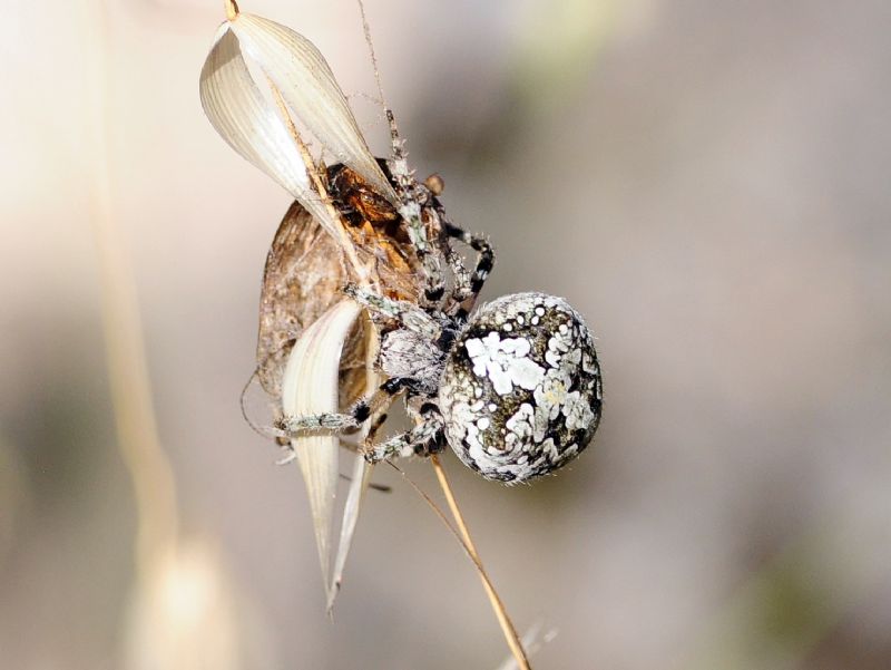 Araneus circe - isola d''Elba (LI)