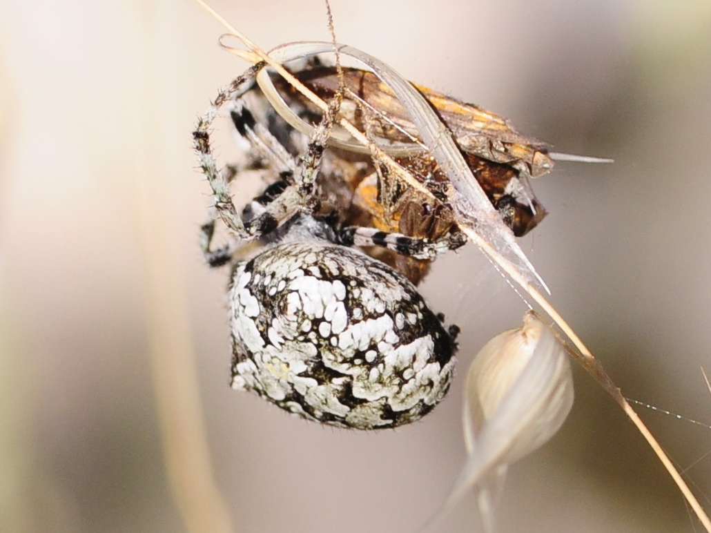 Araneus circe - isola d''Elba (LI)