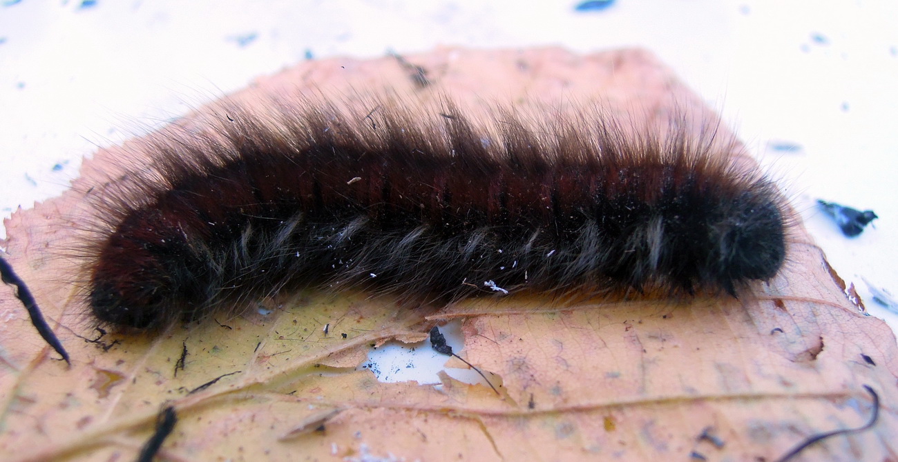 ID bruco - Macrothylacia rubi