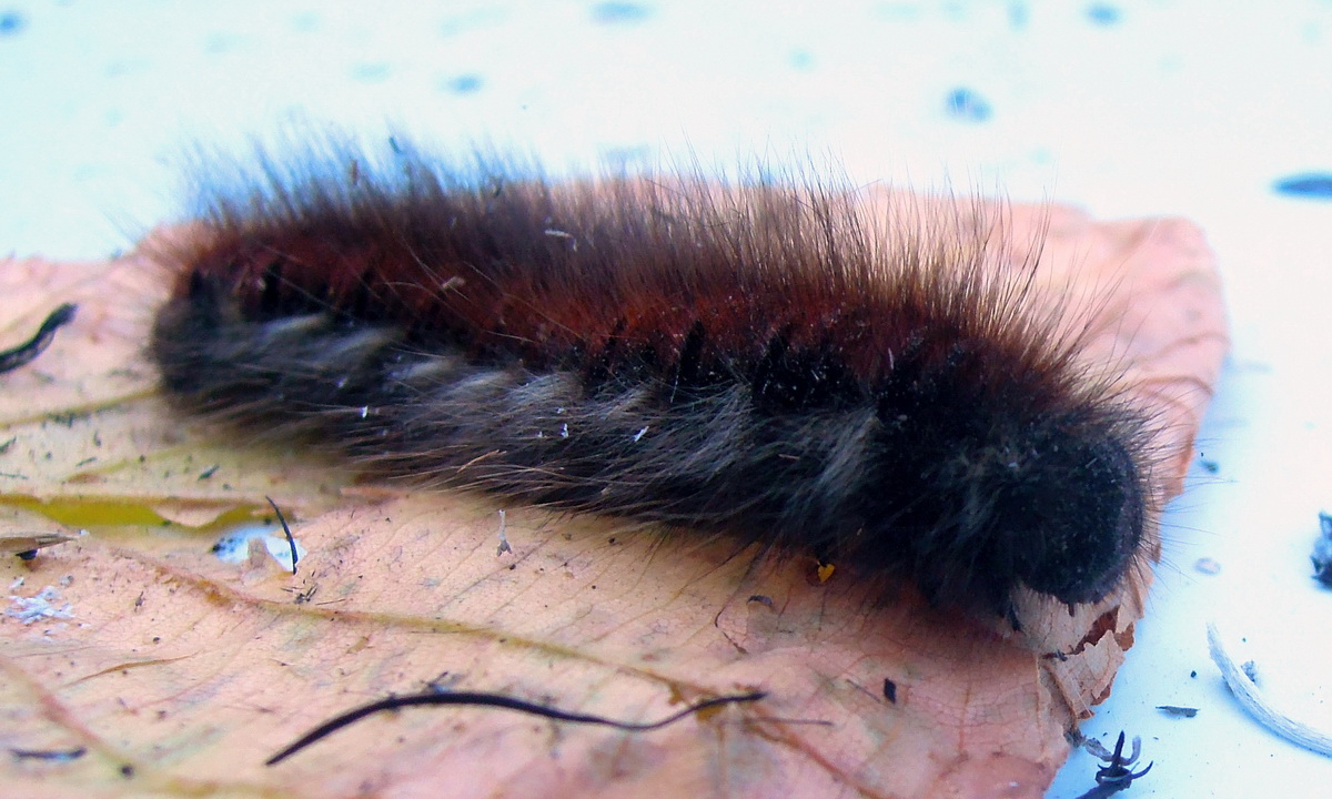 ID bruco - Macrothylacia rubi
