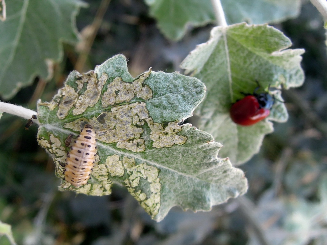 Chrysomelidae:   Chrysomela cfr. populi