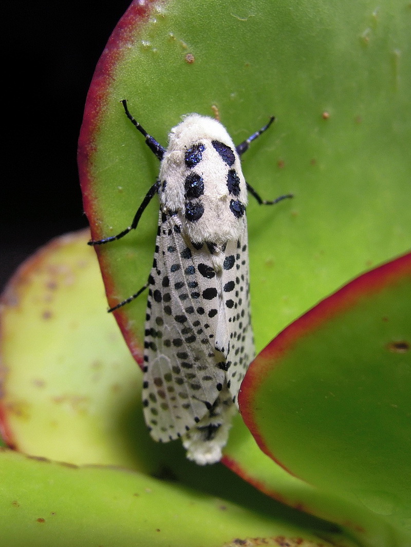 Zeuzera pyrina (Cossidae)