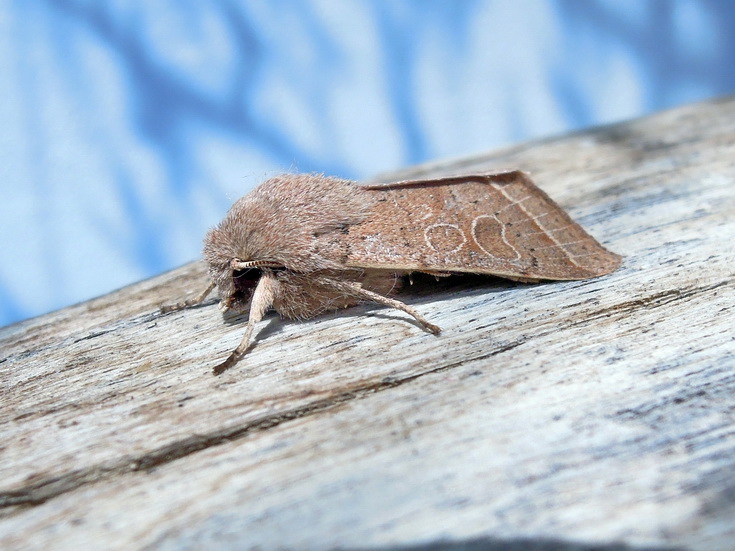 Macroglossum stellatarum