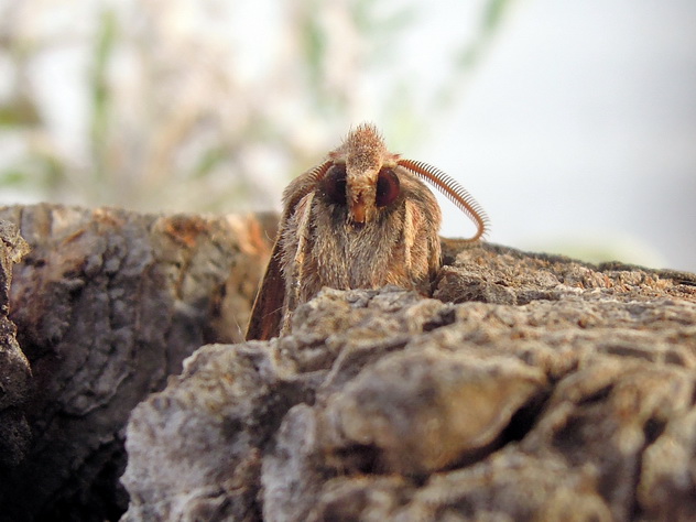 Macroglossum stellatarum