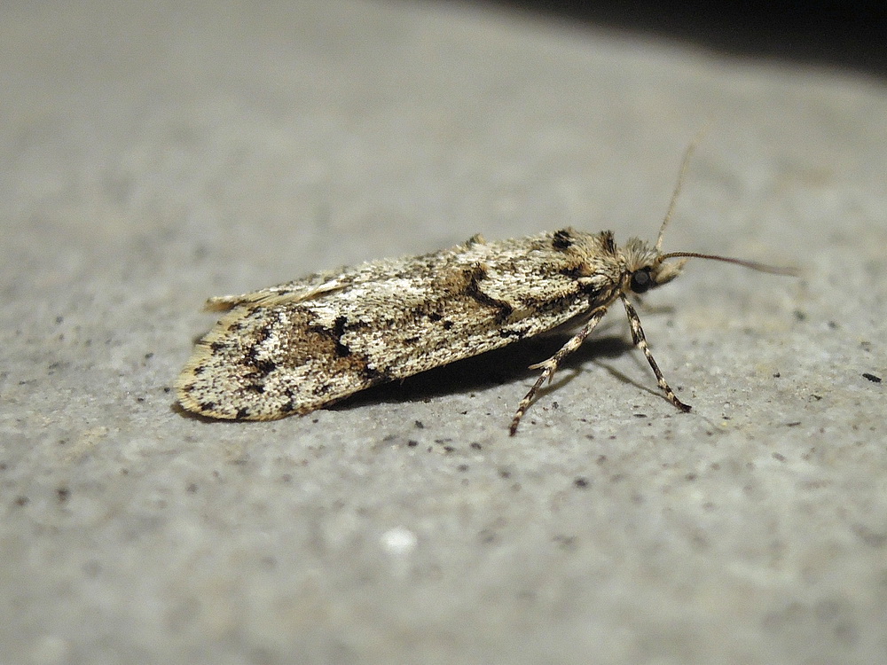 Orthosia (Cororthosia) gracilis e Diurnea fagella