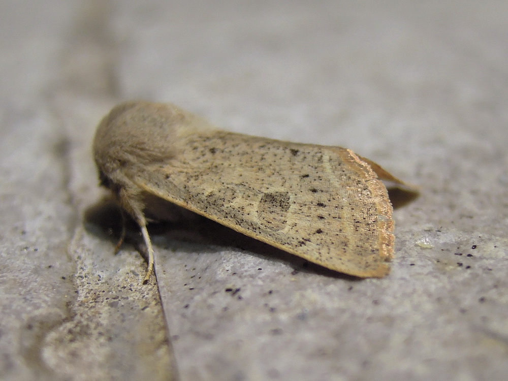 Orthosia (Cororthosia) gracilis e Diurnea fagella