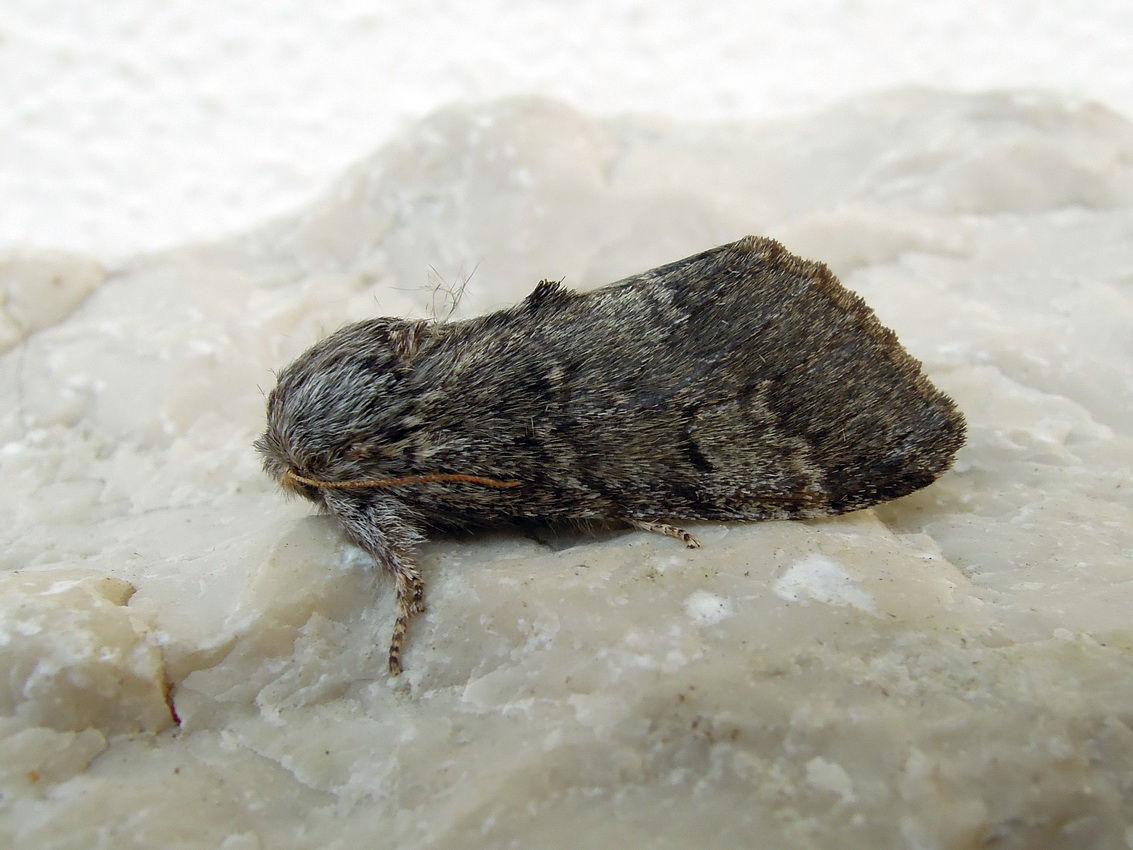 Drymonia ruficornis - schiusa uova