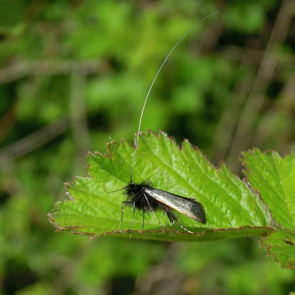 Adela reaumurella