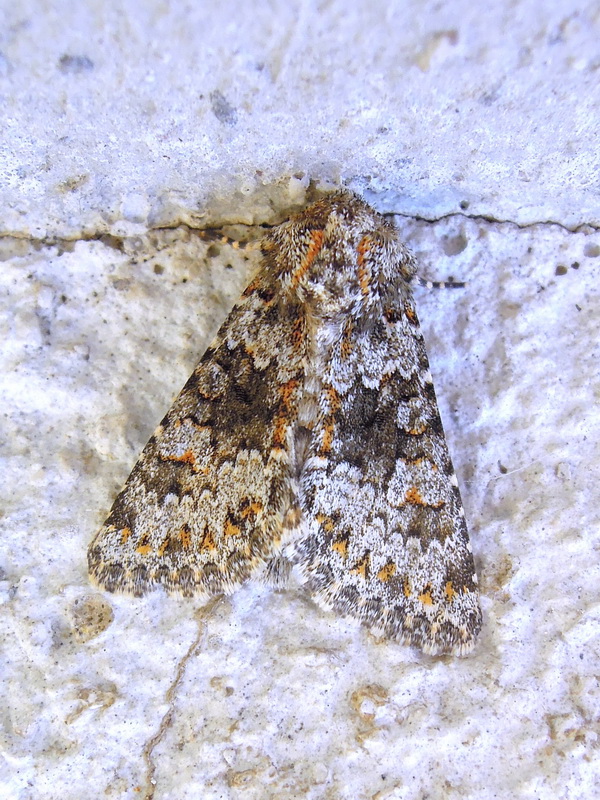 ID Falena: Hecatera dysodea - Noctuidae