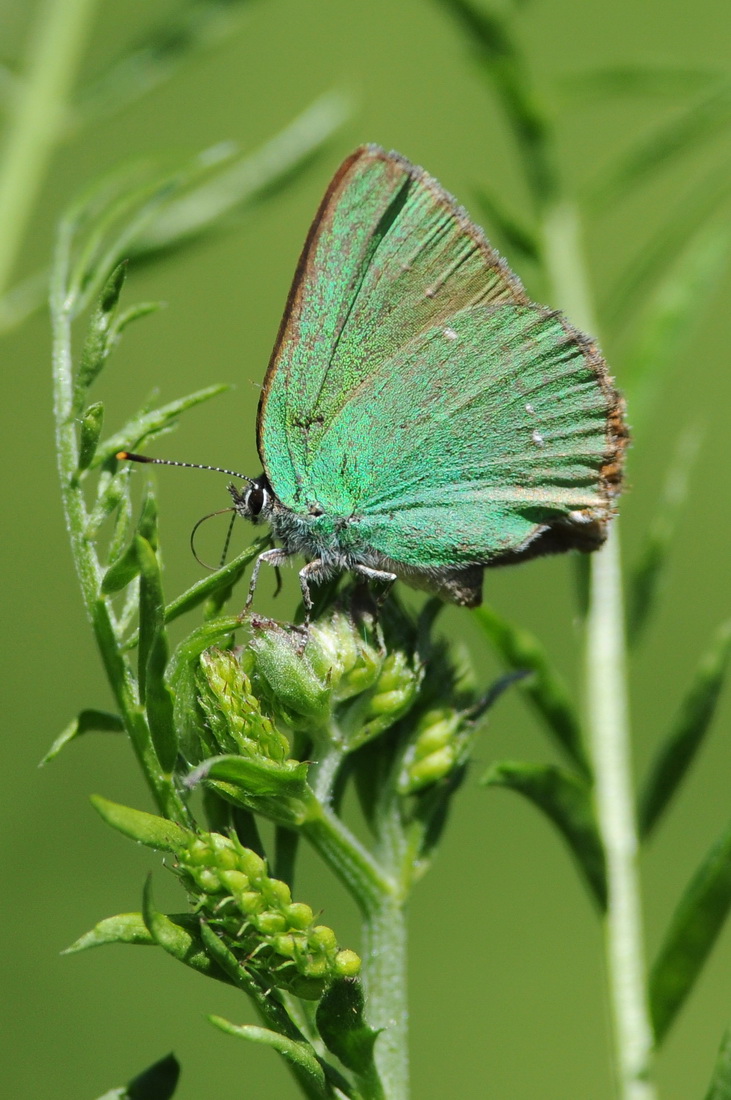 Callophrys rubi