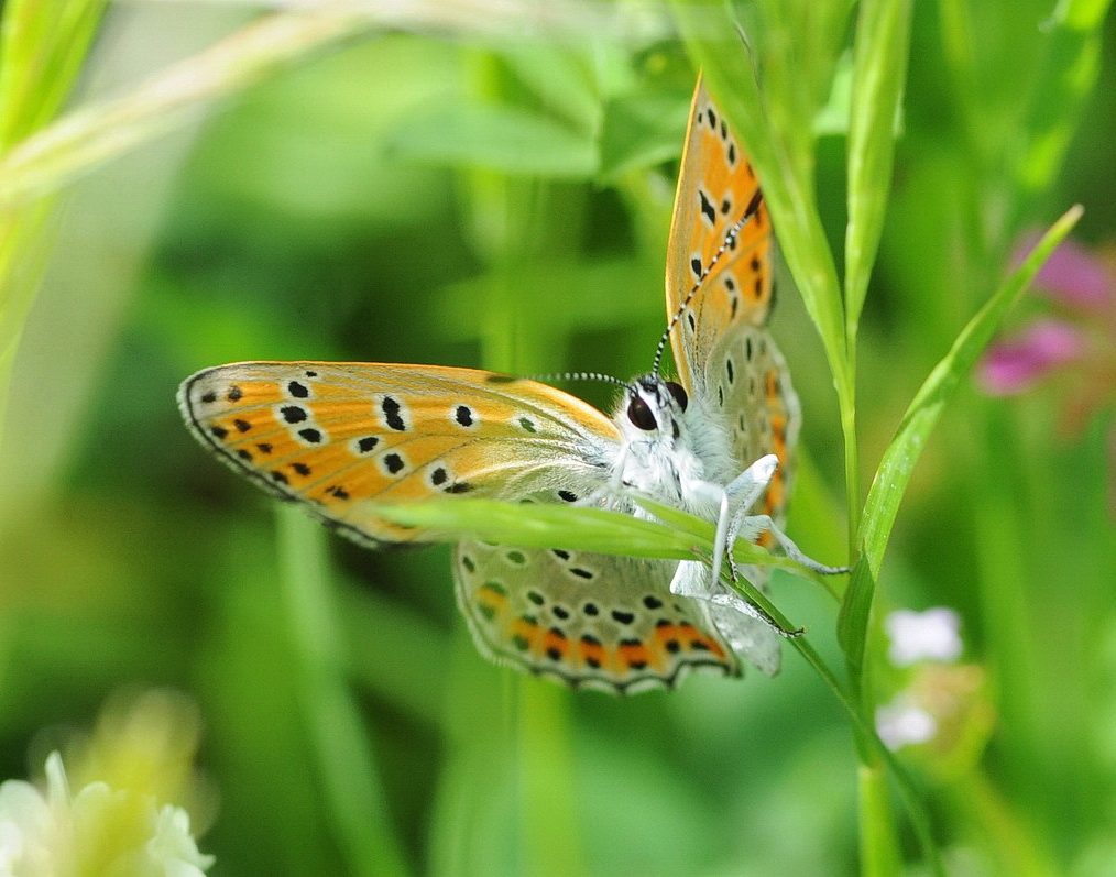 Lycaena thersamon (Lycaenidae)