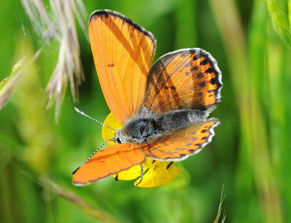 Lycaena thersamon (Lycaenidae)