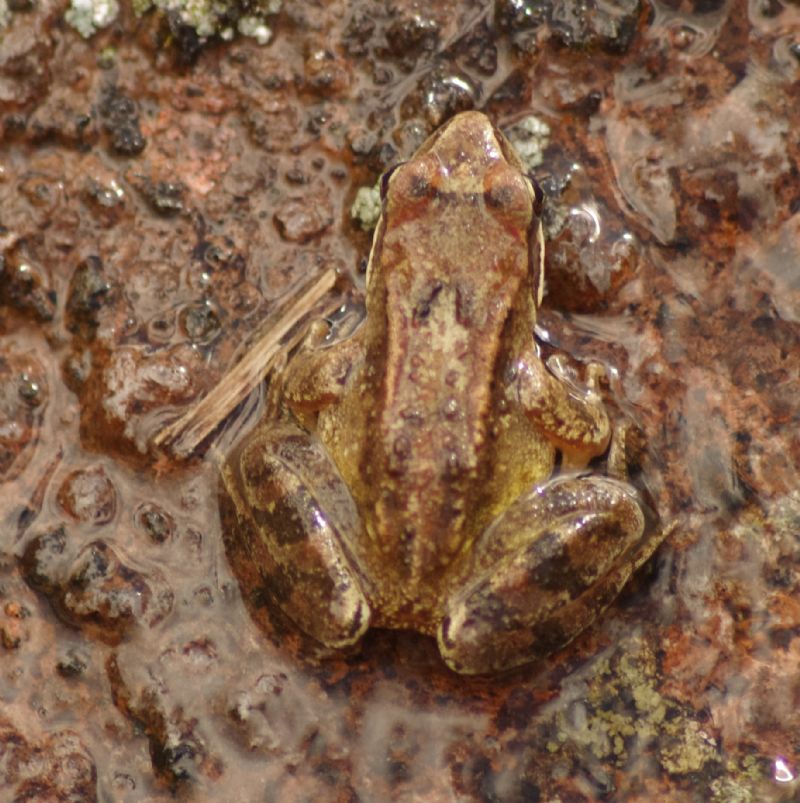 Rana sp. da identificare - Rana temporaria