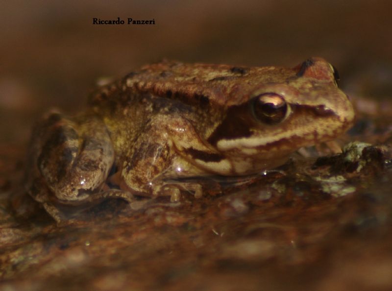 Rana sp. da identificare - Rana temporaria