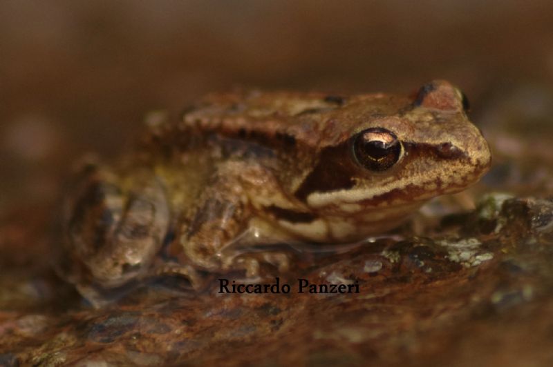 Rana sp. da identificare - Rana temporaria