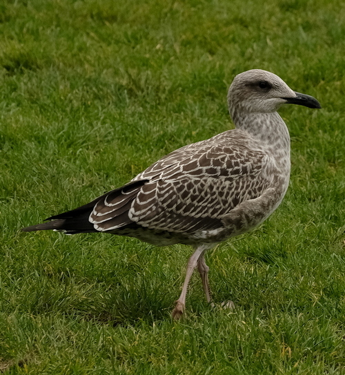 Larus fuscus o michaellis ?