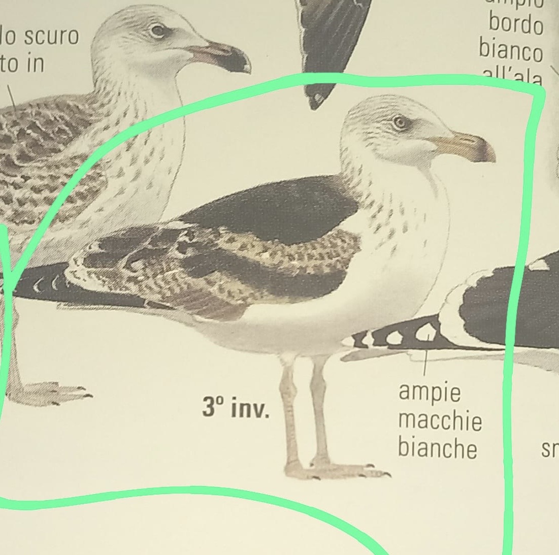 Larus marinus ?