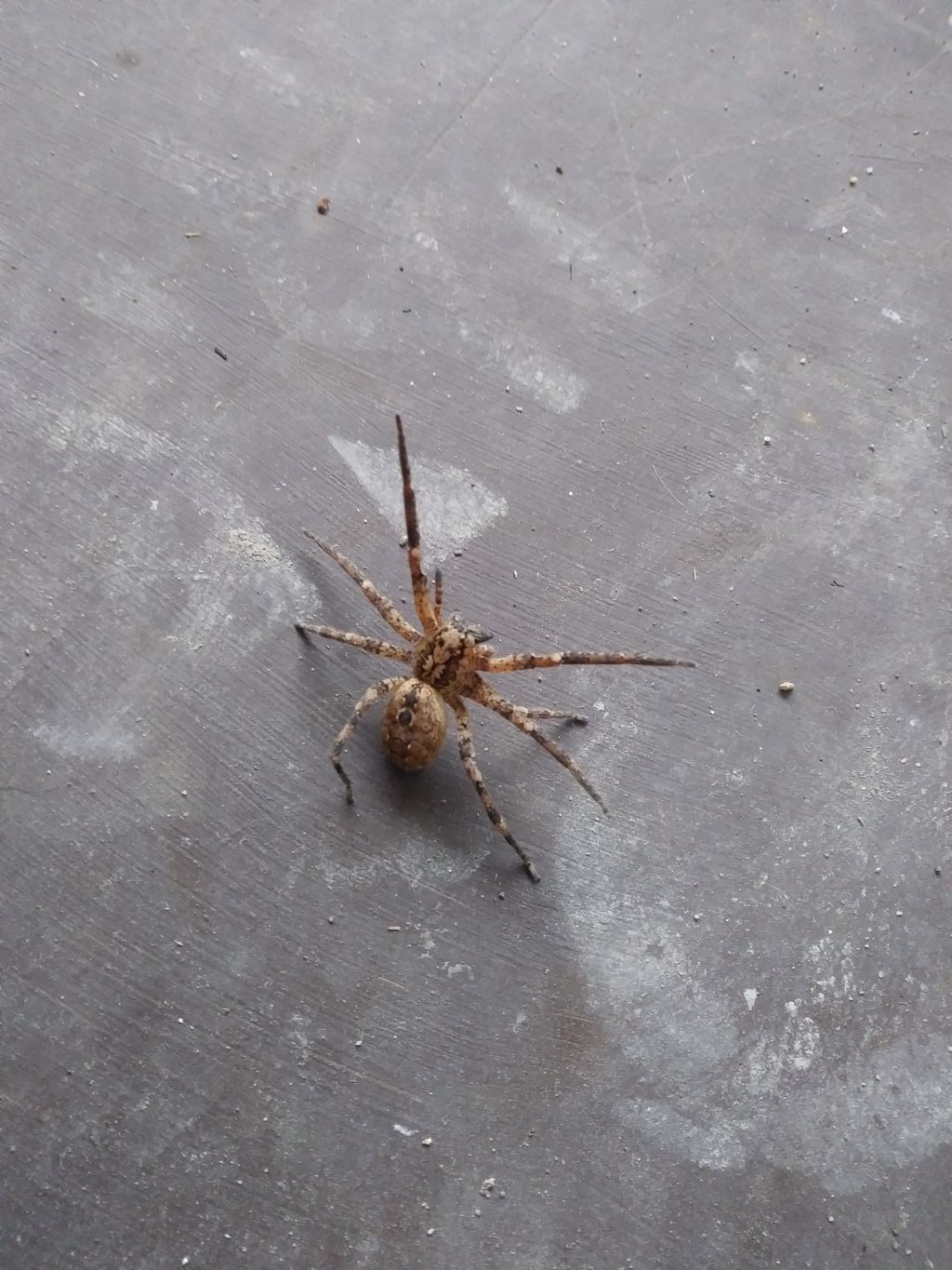 Zoropsis spinimana, femmina  -