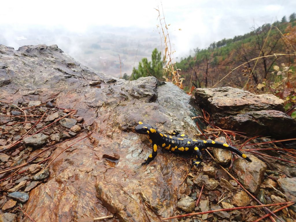 Salamandra dopo la siccita''