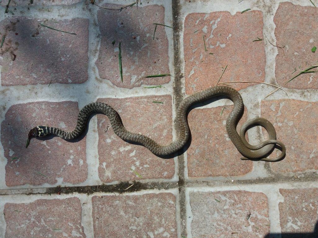 Trovato in giardino: Biacco (Hierophis viridiflavus)