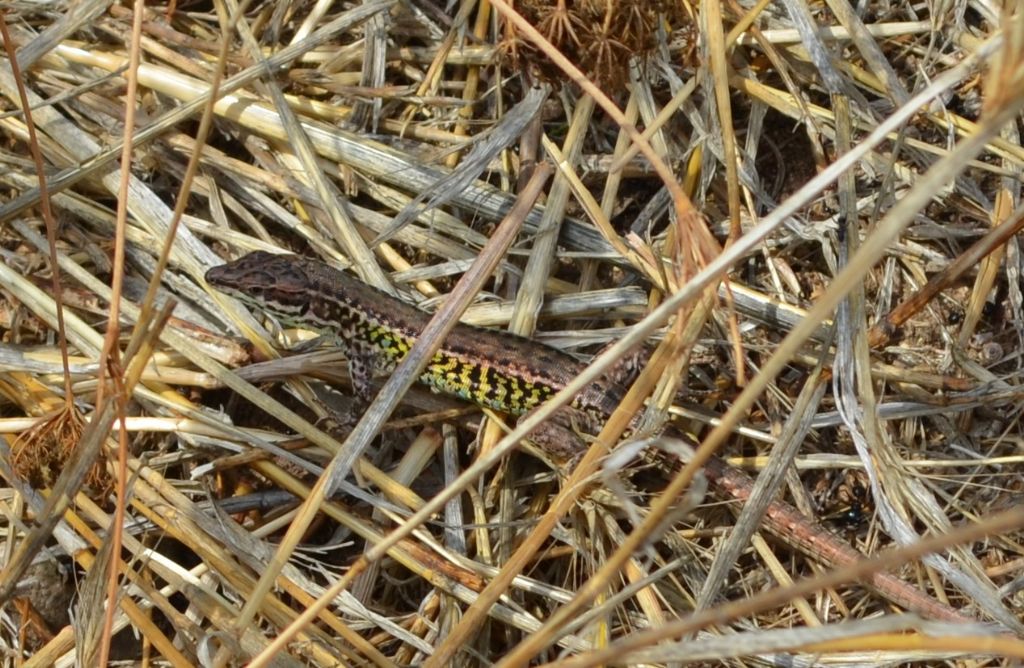 Podarcis...?  Podarcis waglerianus, maschio