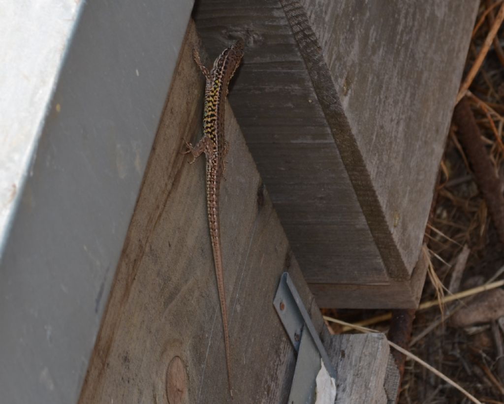 Podarcis...waglerianus