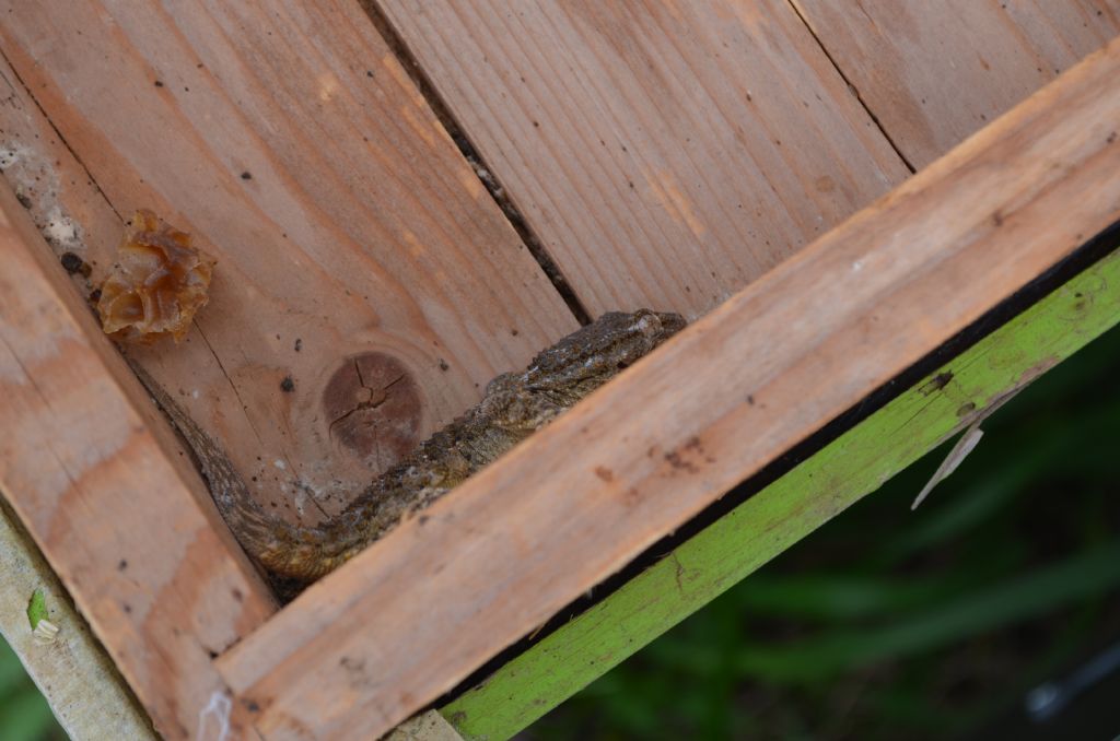 Gechi:  Tarentola mauritanica e Hemidactylus turcicus