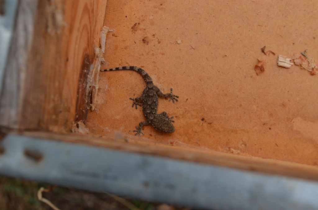 Gechi:  Tarentola mauritanica e Hemidactylus turcicus