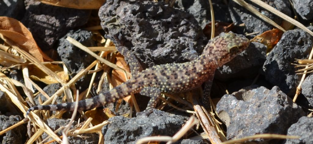 Gechi:  Tarentola mauritanica e Hemidactylus turcicus