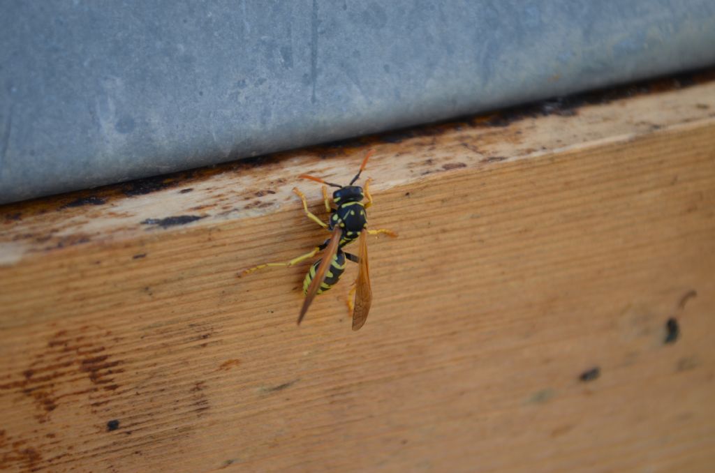 Polistes cfr. dominula