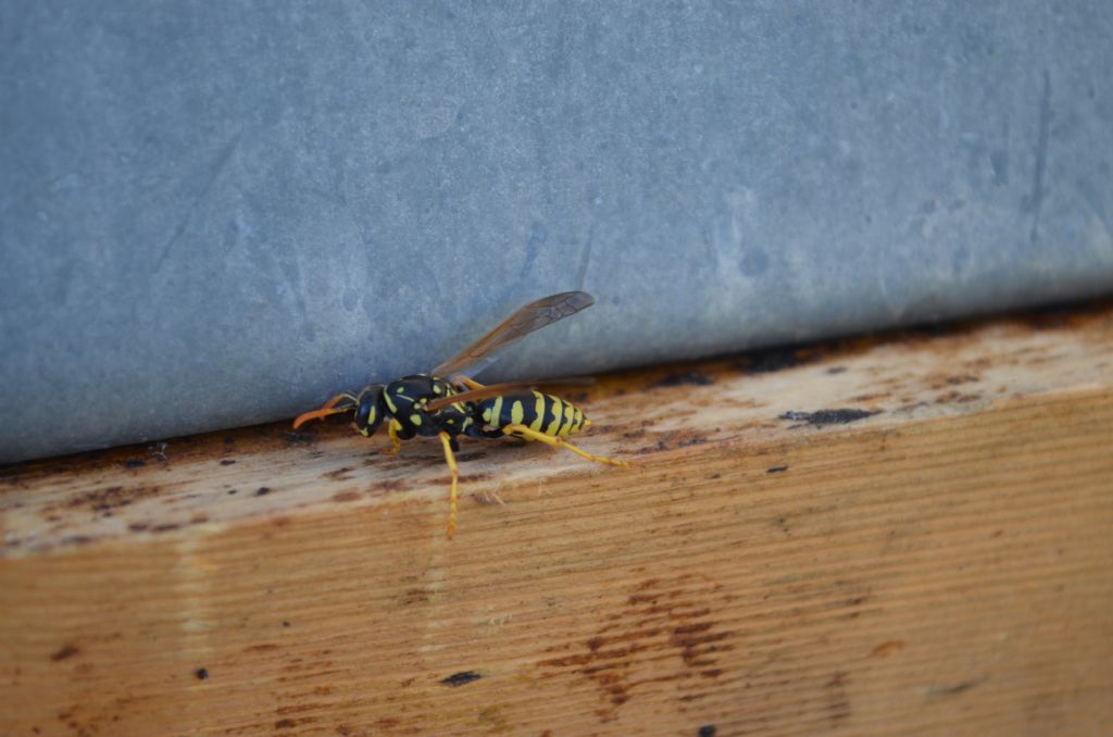 Polistes cfr. dominula