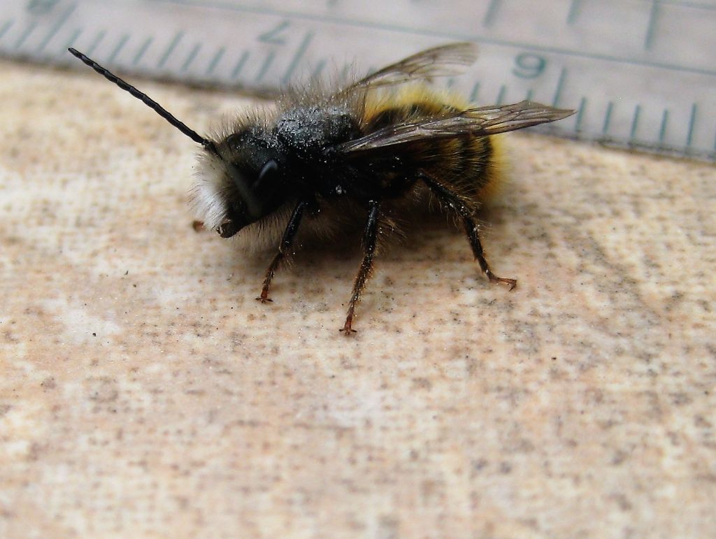 Osmia ID