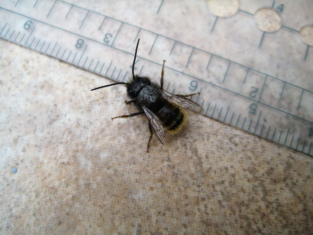 Osmia ID