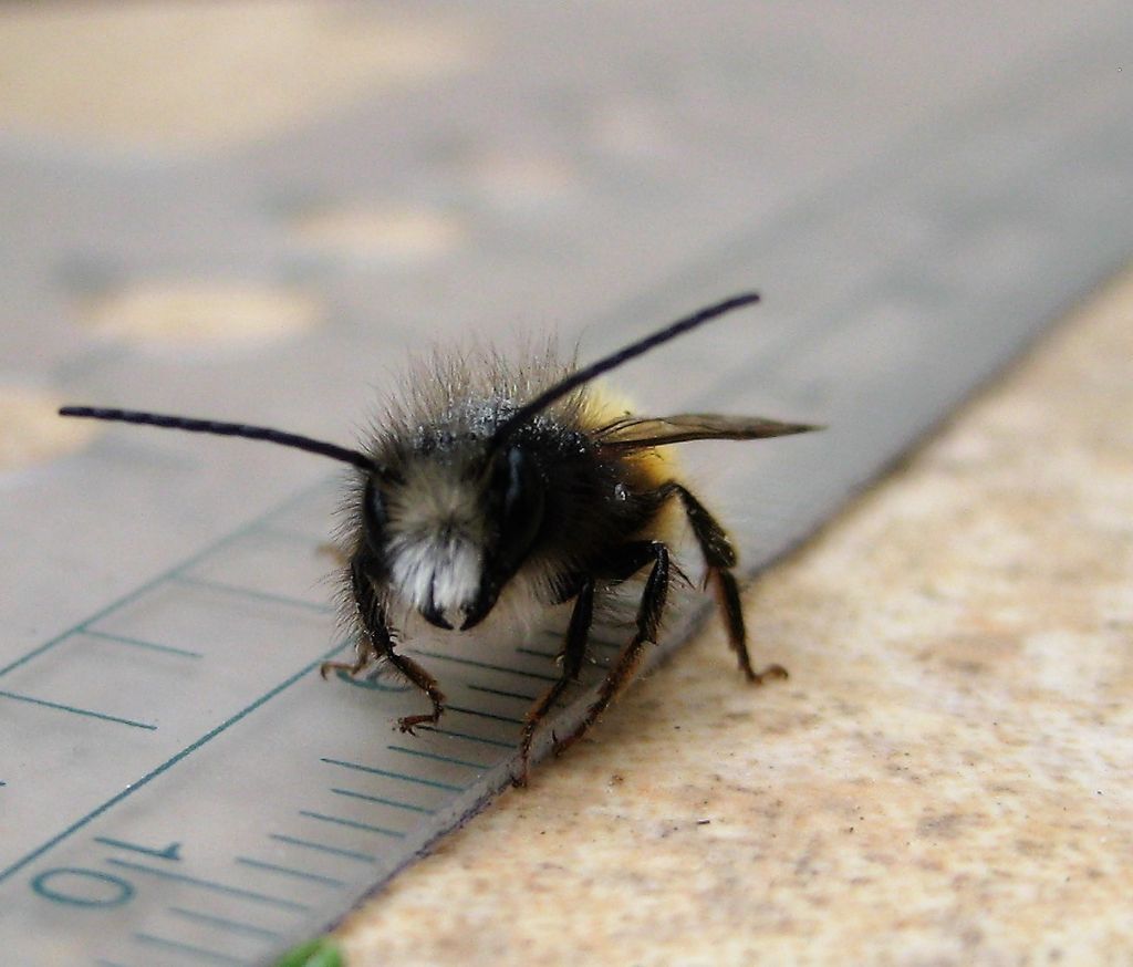 Osmia ID