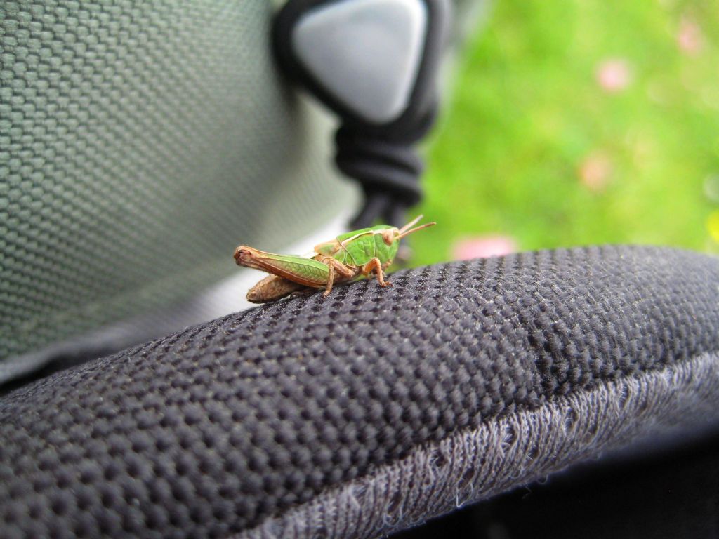 Ortottero, alta montagna: ninfa di Acrididae, maschio