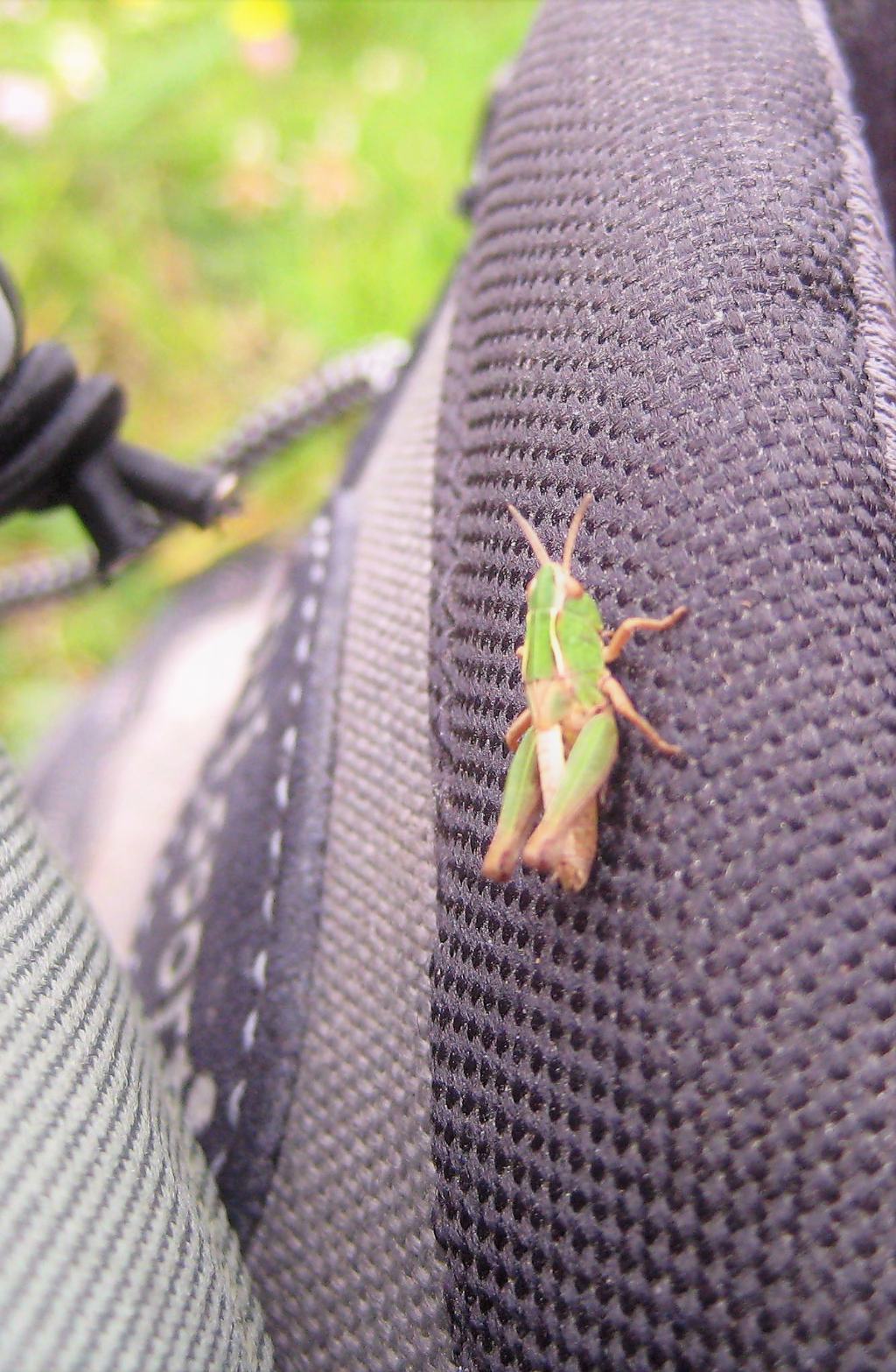 Ortottero, alta montagna: ninfa di Acrididae, maschio