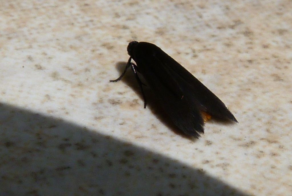 ID piccolo lepidottero