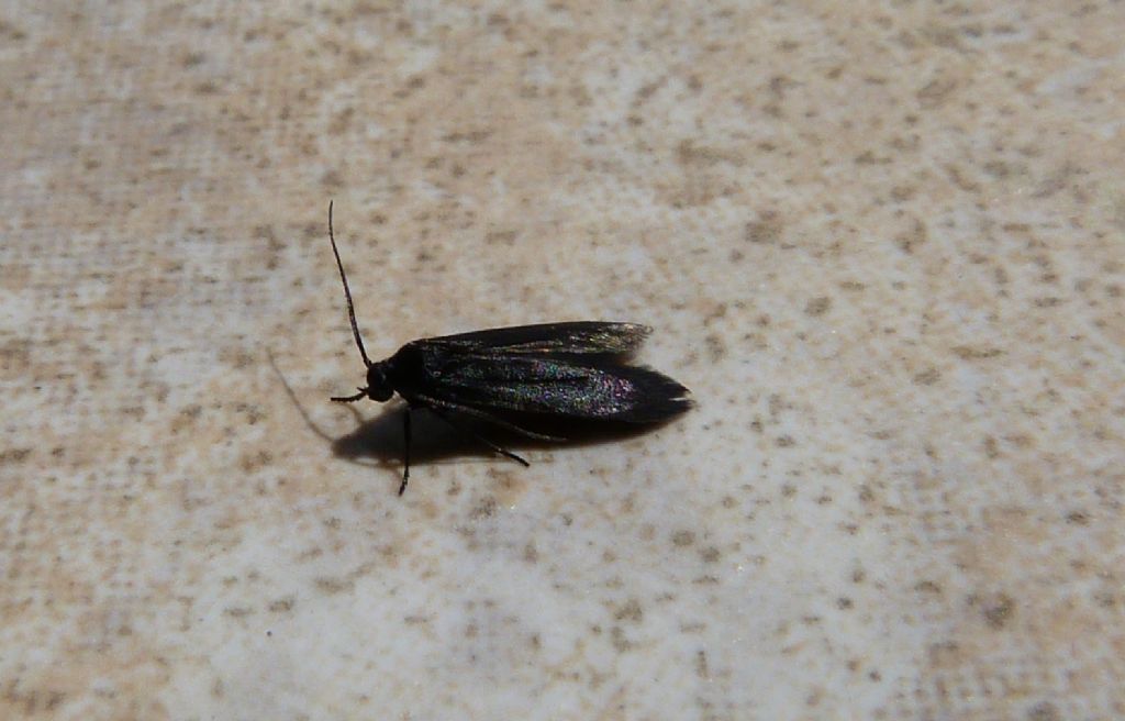 ID piccolo lepidottero