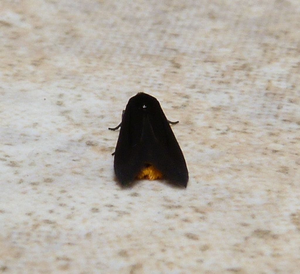 ID piccolo lepidottero