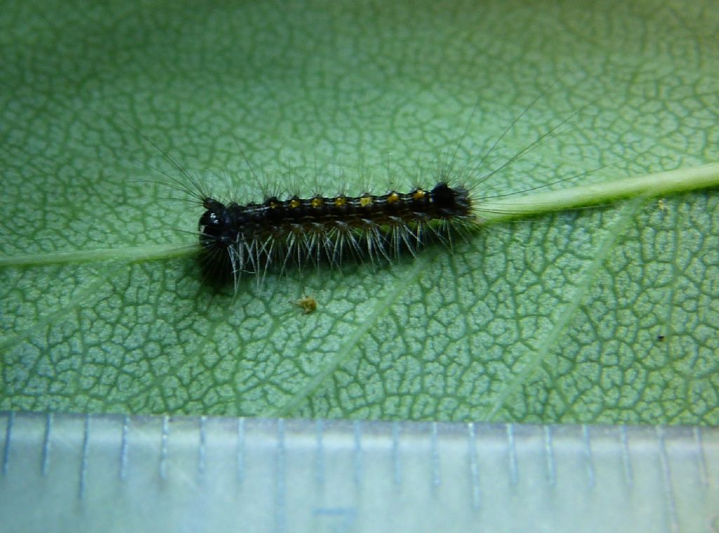 larva di Lasiocampidae? No, di Erebidae Lymantriinae: Lymantria dispar