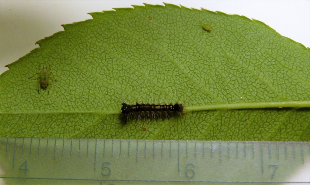 larva di Lasiocampidae? No, di Erebidae Lymantriinae: Lymantria dispar