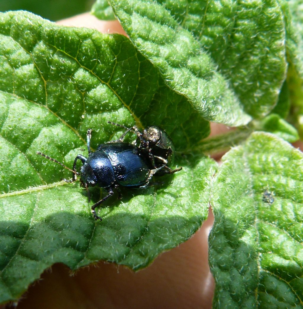 Chrysomelidae: Colasposoma dauricum