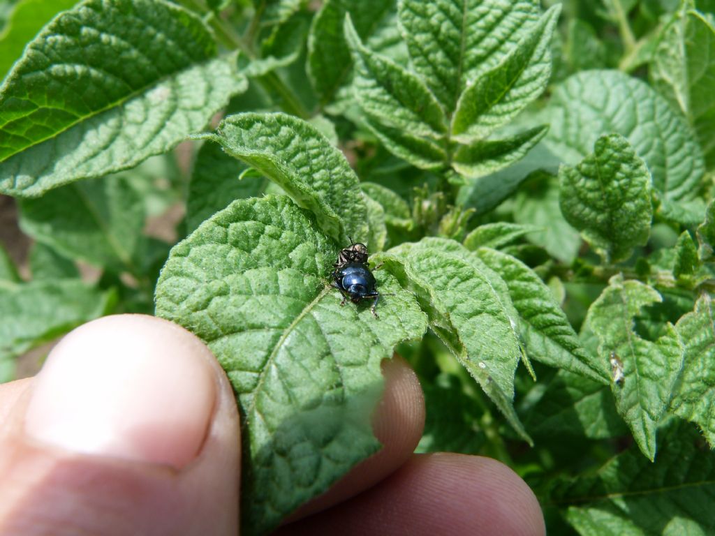 Chrysomelidae: Colasposoma dauricum