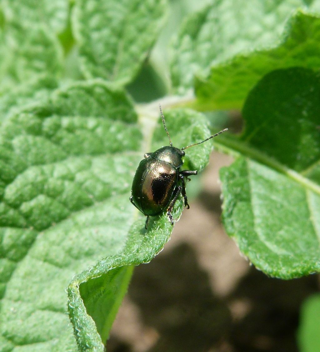 Chrysomelidae: Colasposoma dauricum